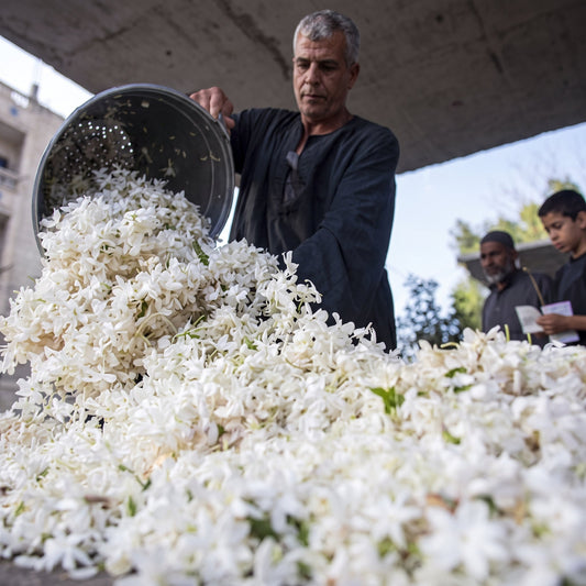 Egyptian Jasmine: The Fragrant Flower of Shubra Bloula